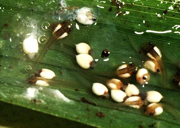 非洲树蛙科(苇蛙科)Hyperoliidae 蓝色动物学